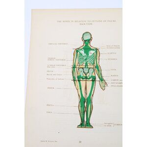 1946 Anatomical Diagram Art Students back Body Vintage 93674